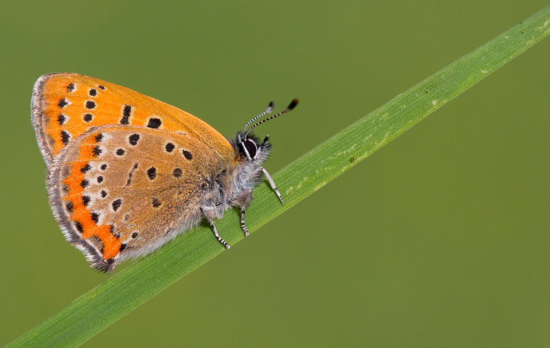Lycaena helle. Photo by Paul Cools on Observation.org